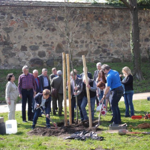 Die Zerbster Rotarier beim Einpflanzen der Buche. (Foto: Arlette Krickau)
